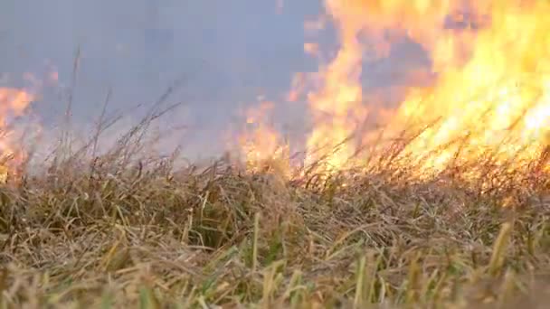 Enorme vlam van vuur brandt de natuur rond. Droge steppegras brandt met een grote vlam. Wilde brand in de bos steppe — Stockvideo