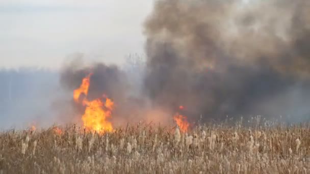 Le feu de forêt se propage à travers la steppe forestière. Brûler l'herbe sèche dans le feu naturel 
