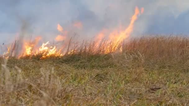 O fogo selvagem espalha-se pela estepe da floresta. Queimando grama seca no fogo natural — Vídeo de Stock