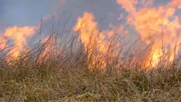 Huge flame of fire burns nature around. Dry steppe grass burns with a large flame. Wild fire in the forest steppe — Stock Video