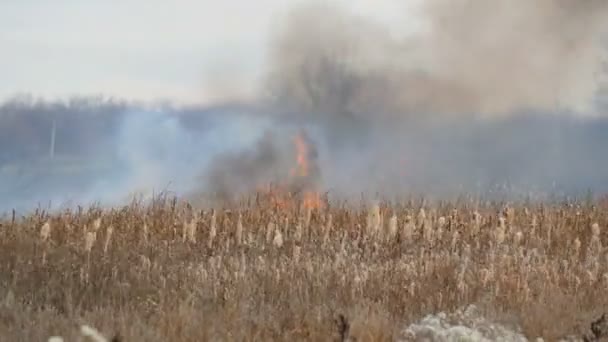 Stor vild eld med höga flammor och rök brinner naturen runt — Stockvideo