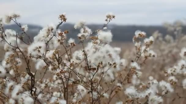 Beautiful bush in steppe area with white fluffy flowers in late autumn — Stock Video