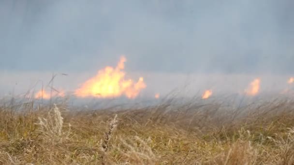 Vild eld sprider sig över skogen stäppen. Brinnande torrt gräs i den naturliga elden — Stockvideo