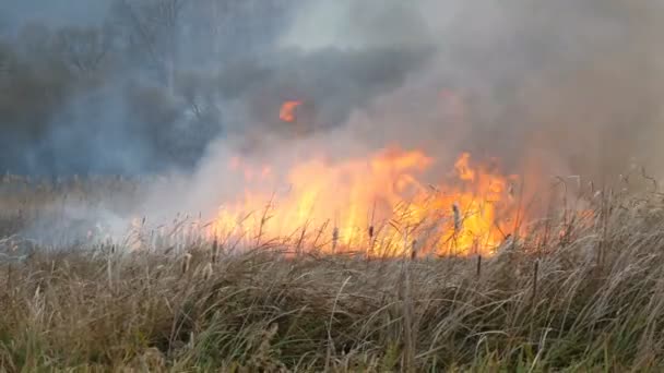 Enorme llama de fuego quema la naturaleza alrededor. Hierba seca de la estepa quema con una gran llama. Fuego salvaje en la estepa del bosque — Vídeo de stock