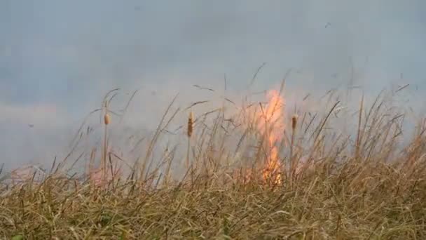 Dziki ogień rozprzestrzenia się po całym lesie stepowy. Spalanie suchej trawy w naturalnym ogniu — Wideo stockowe