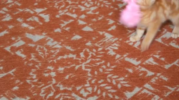 Маленький забавный игривый красный котенок играет с розовым перышком — стоковое видео