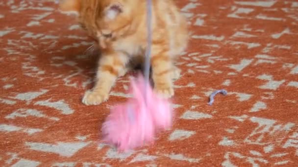 Lite rolig lekfull röd katt unge leker med rosiga fjäder leksak — Stockvideo