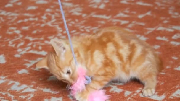 Little funny playful red kitten playing with rosy feather toy — Stock Video