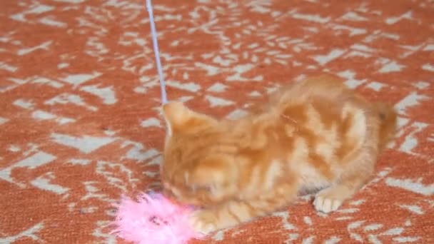 Little funny playful red kitten playing with rosy feather toy — Stock Video