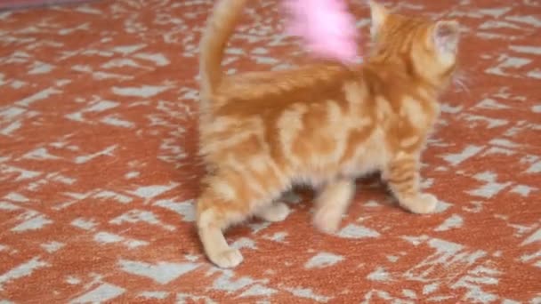 Poco divertido gatito rojo juguetón jugando con el juguete de plumas rosadas — Vídeo de stock