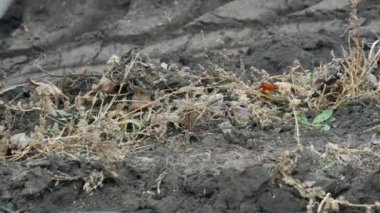 Çelik traktör geç sonbaharda pulluk arazi oluklar