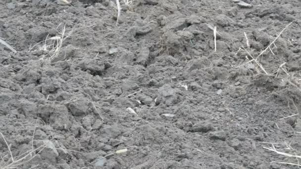 Žalovaný pozemek na poli po traktoru — Stock video