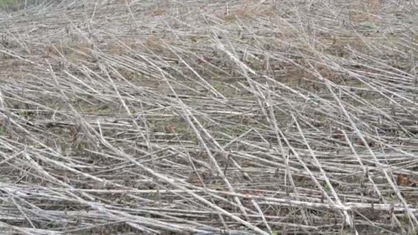 Ongeploegd land na zonnebloem oogst. Droge zonnebloem stengels op de grond — Stockvideo