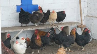 Birçok farklı tavuklar, horozlar ve tavuk üzerinde kırsal bahçesinde oturan veya kış aylarında zemin üzerinde ince kar uçar