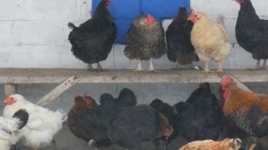 Birçok farklı tavuklar, horozlar ve tavuk üzerinde kırsal bahçesinde oturan veya kış aylarında zemin üzerinde ince kar uçar
