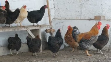 Birçok farklı tavuklar, horozlar ve tavuk üzerinde kırsal bahçesinde oturan veya kış aylarında zemin üzerinde ince kar uçar