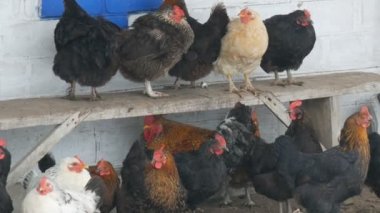 Birçok farklı tavuklar, horozlar ve tavuk üzerinde kırsal bahçesinde oturan veya kış aylarında zemin üzerinde ince kar uçar