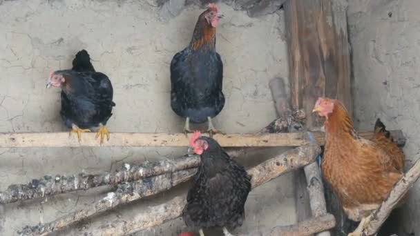 Pollos se sientan en gallinero rural en invierno — Vídeos de Stock