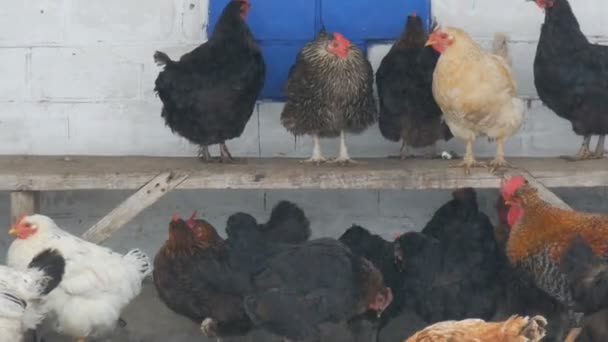 Muitas galinhas, galos e galinhas diferentes sentados no quintal rural no banco ou no chão no inverno, a neve fina voa — Vídeo de Stock
