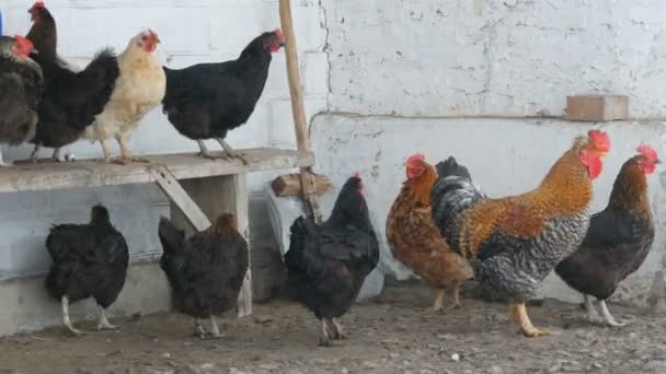 Muchas gallinas, gallos y pollos diferentes que se sientan en el patio rural en el banco o en el suelo en invierno las moscas de nieve fina por — Vídeos de Stock