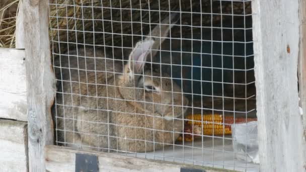 Серый большой кролик, сидящий в клетке в деревне зимой — стоковое видео