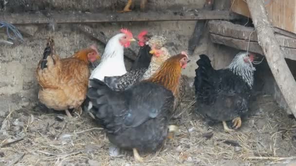 Pollos se sientan en gallinero rural en invierno — Vídeo de stock