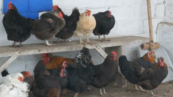 Many different hens, roosters and chickens sitting in rural yard on the bench or on ground in winter fine snow flies by — Stock Video