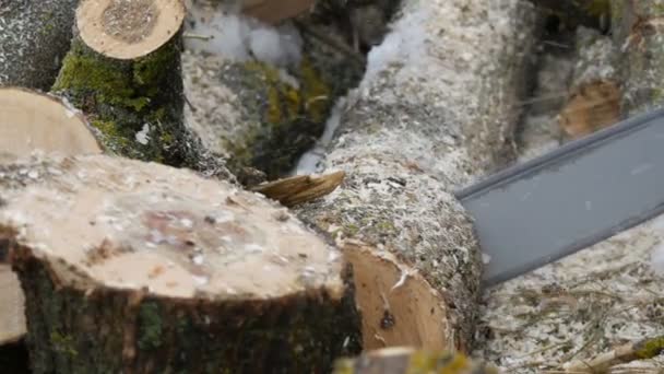 Coupe à travers le bois avec tronçonneuse — Video