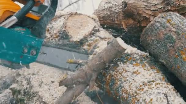 Motorsäge sägt trockenes Holz, das auf dem Boden liegt — Stockvideo