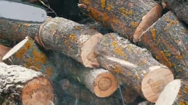 Бензопила розпилює суху деревину, що лежить на землі — стокове відео