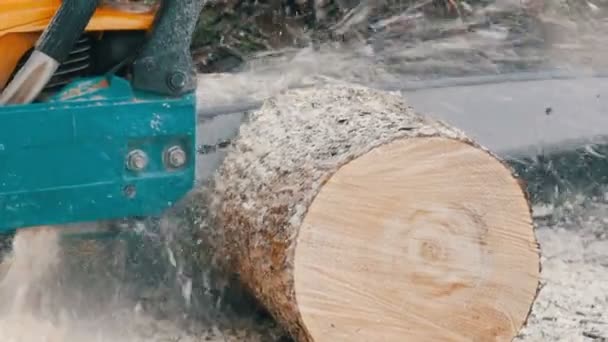 Scie à chaîne sciage du bois sec couché sur le sol — Video
