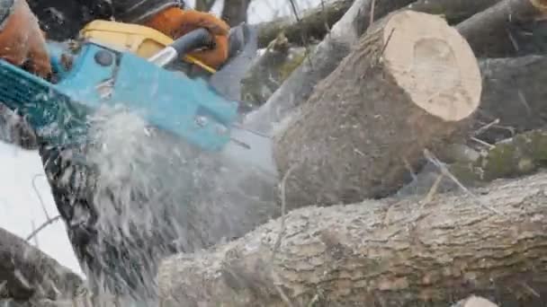 Cutting through wood with chainsaw — Stock Video