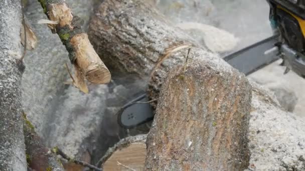 Cutting through wood with chainsaw — Stock Video