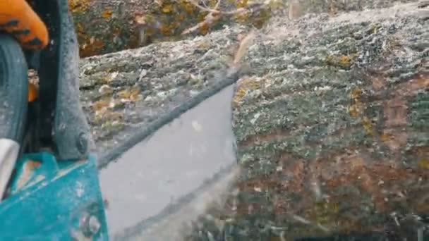 Tronçonneuse bleue coupe troncs d'arbre pour un feu — Video