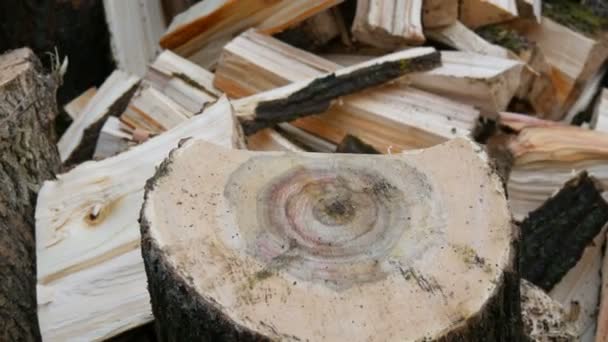 Kmeny stromů u dřevořezů s sekyrou pro dřevo zblízka pohled — Stock video
