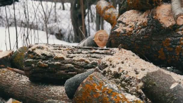 Sierra de cadena aserrando madera seca tirada en el suelo — Vídeos de Stock