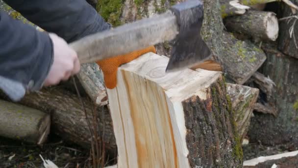 Man skogshud kotletter träd stammar med en yxa för ved — Stockvideo
