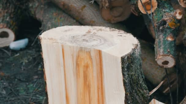 Mans mãos cortar grandes troncos e troncos de árvores com machado para um futuro incêndio — Vídeo de Stock