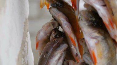 Kış balıkçılığı. Kırmızı yüzgeçlerle yakalanan balık satırda bir ip asılı