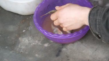 Bir halat üzerinde balıkçı dizeleri taze balık yakaladı. Kış Balıkçılık, balık karla yatıyor