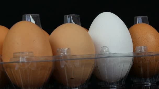 Huevos grandes de pollo marrón y uno blanco en una bandeja de plástico transparente sobre fondo blanco — Vídeos de Stock