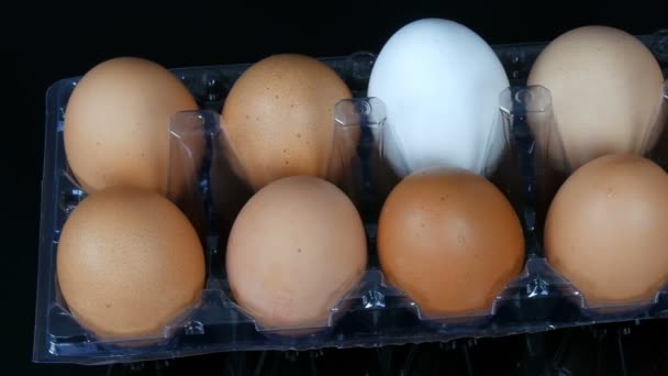 大棕色和一个白色鸡蛋在透明塑料托盘在白色背景 — 图库视频影像