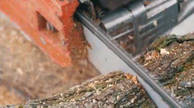 Ateş ağaç gövde kesilmiş eski testere görünümü yakın