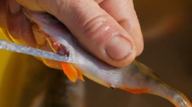 Mans elleri yakın görünümü taze yakalanan balık göbeğini kesti ve sarı plastik havzanın arka planına karşı balık havyar dışarı almak