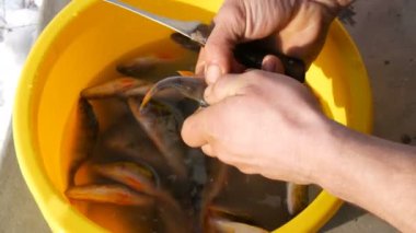 Mans elleri taze yakalanan balık göbeğini kesti ve sarı plastik havzanın arka planına karşı balık havyar dışarı almak