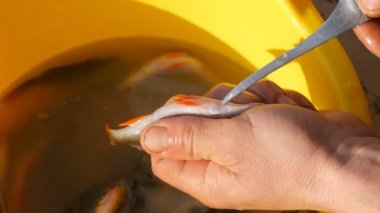 Mans elleri taze yakalanan balık göbeğini kesti ve sarı plastik havzanın arka planına karşı balık havyar dışarı almak