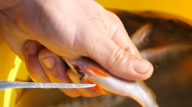 Mans elleri yakın görünümü taze yakalanan balık göbeğini kesti ve sarı plastik havzanın arka planına karşı balık havyar dışarı almak