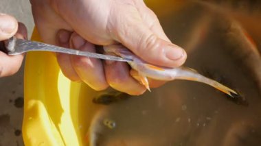 Mans elleri yakın görünümü taze yakalanan balık göbeğini kesti ve sarı plastik havzanın arka planına karşı balık havyar dışarı almak
