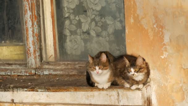 Zwei lustige Katzen sitzen in einem alten Vintage-Fenster und schauen nach draußen — Stockvideo