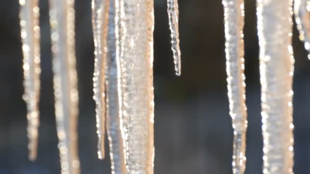 Enormes icicles grossos pendurados nos telhados estão derretendo sob o sol da primavera — Vídeo de Stock